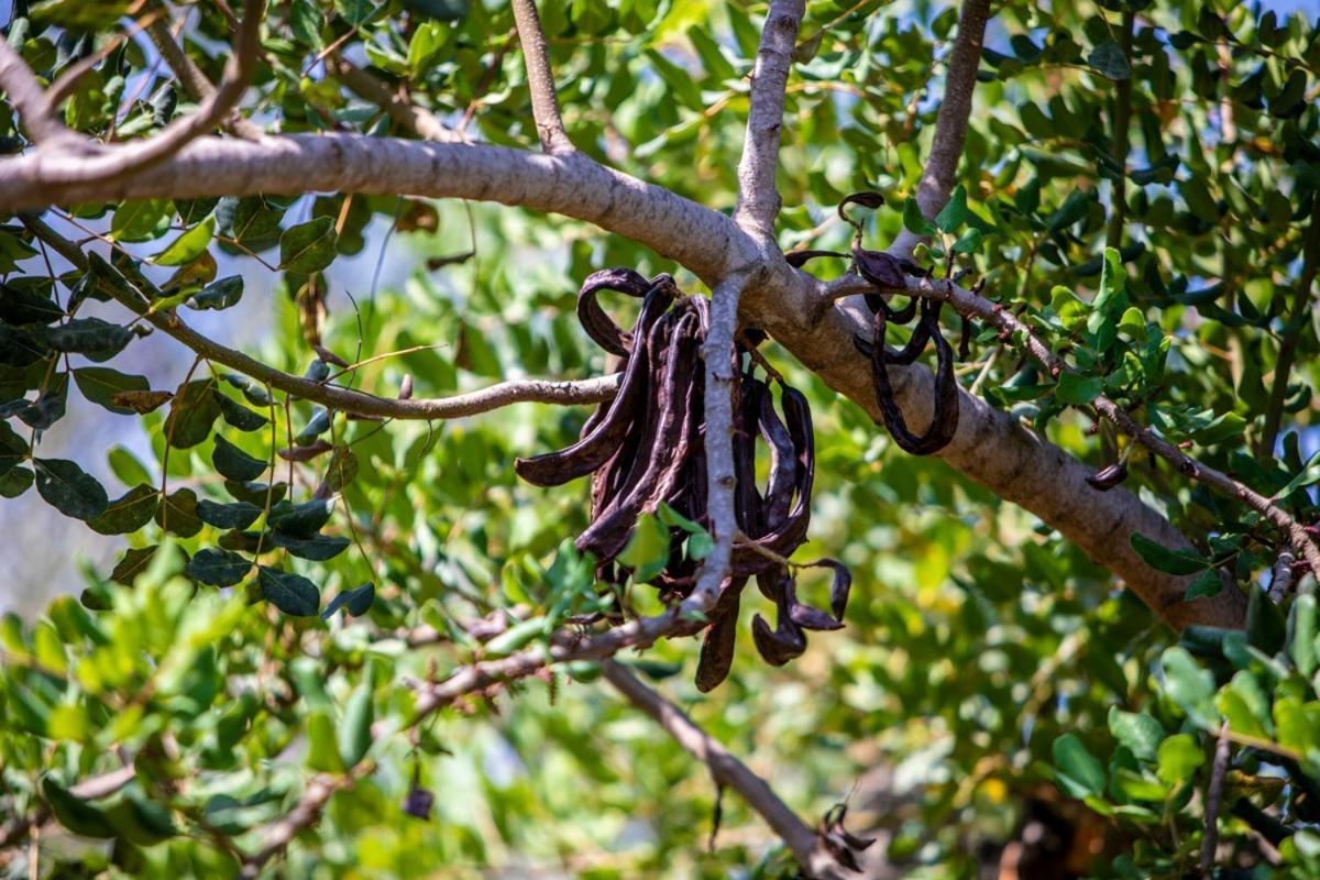 Finca Rural Es Pujol Сольер Экстерьер фото