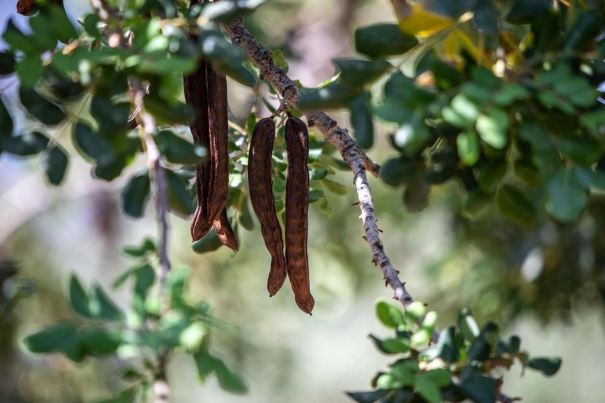 Finca Rural Es Pujol Сольер Экстерьер фото